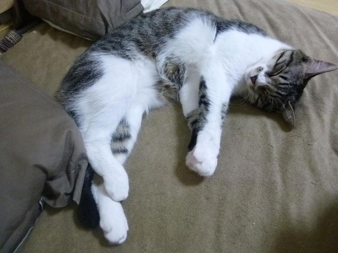 爱游戏官网app-万名志愿者上线，“世运通”智慧服务保障赛事