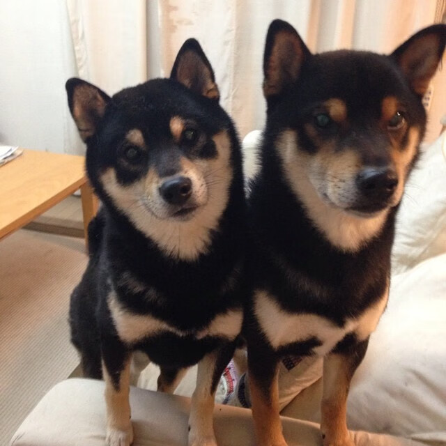 爱游戏ayx-东亚杯国足夺冠 球迷情绪达到顶点，东亚杯男足比赛时间