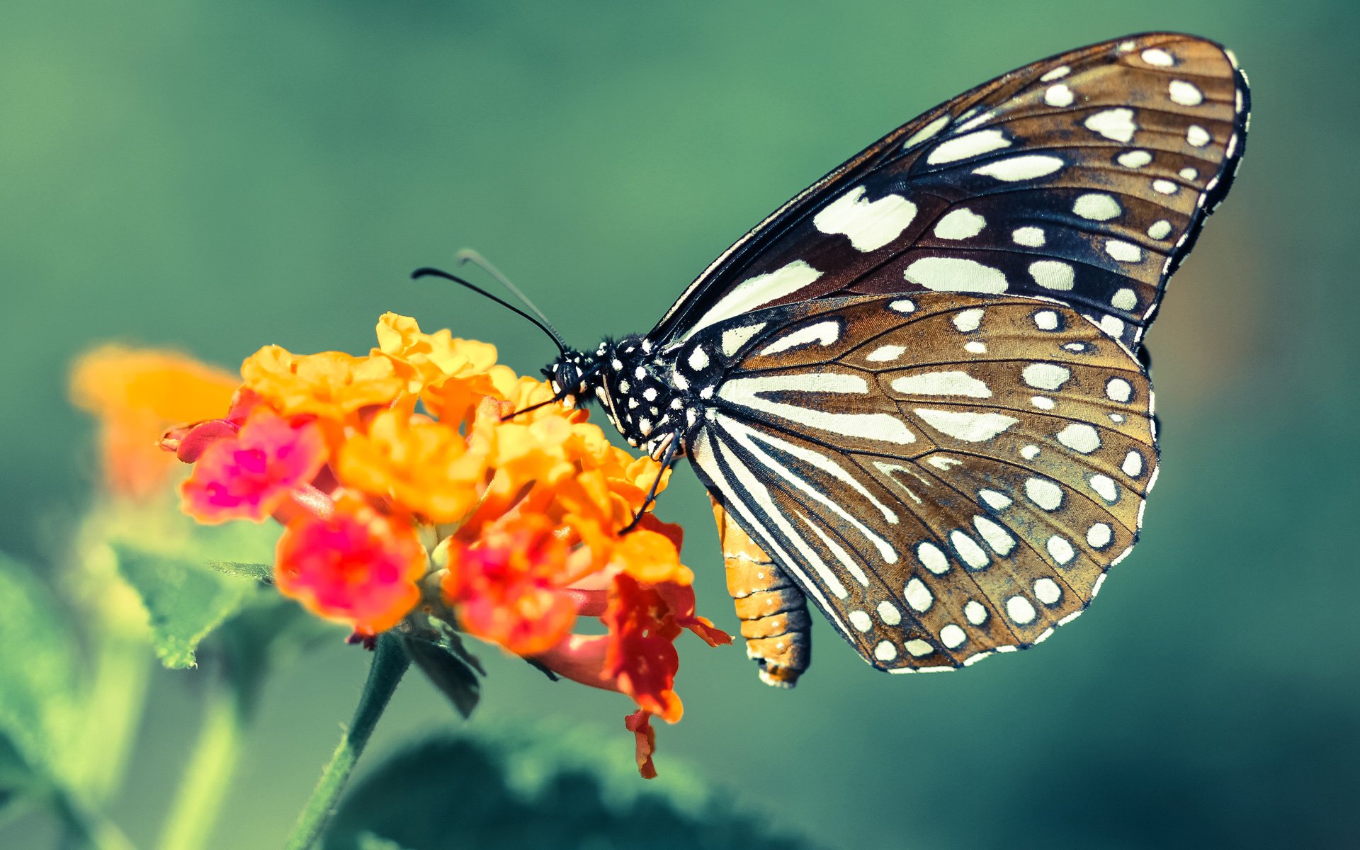 爱游戏平台-广东队依靠老将经验稳定局势掌控比赛节奏，广东队官方致敬对手