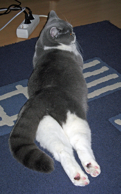 爱游戏体育app-田径赛道质量评估体系引入AI测绘工具，田径场赛道