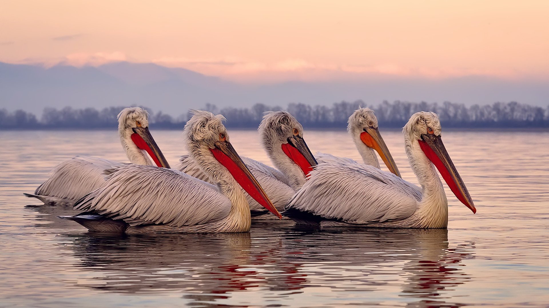 爱游戏官网-格雷琴·沃尔什决赛起跳迅猛领先,格雷沃尔特