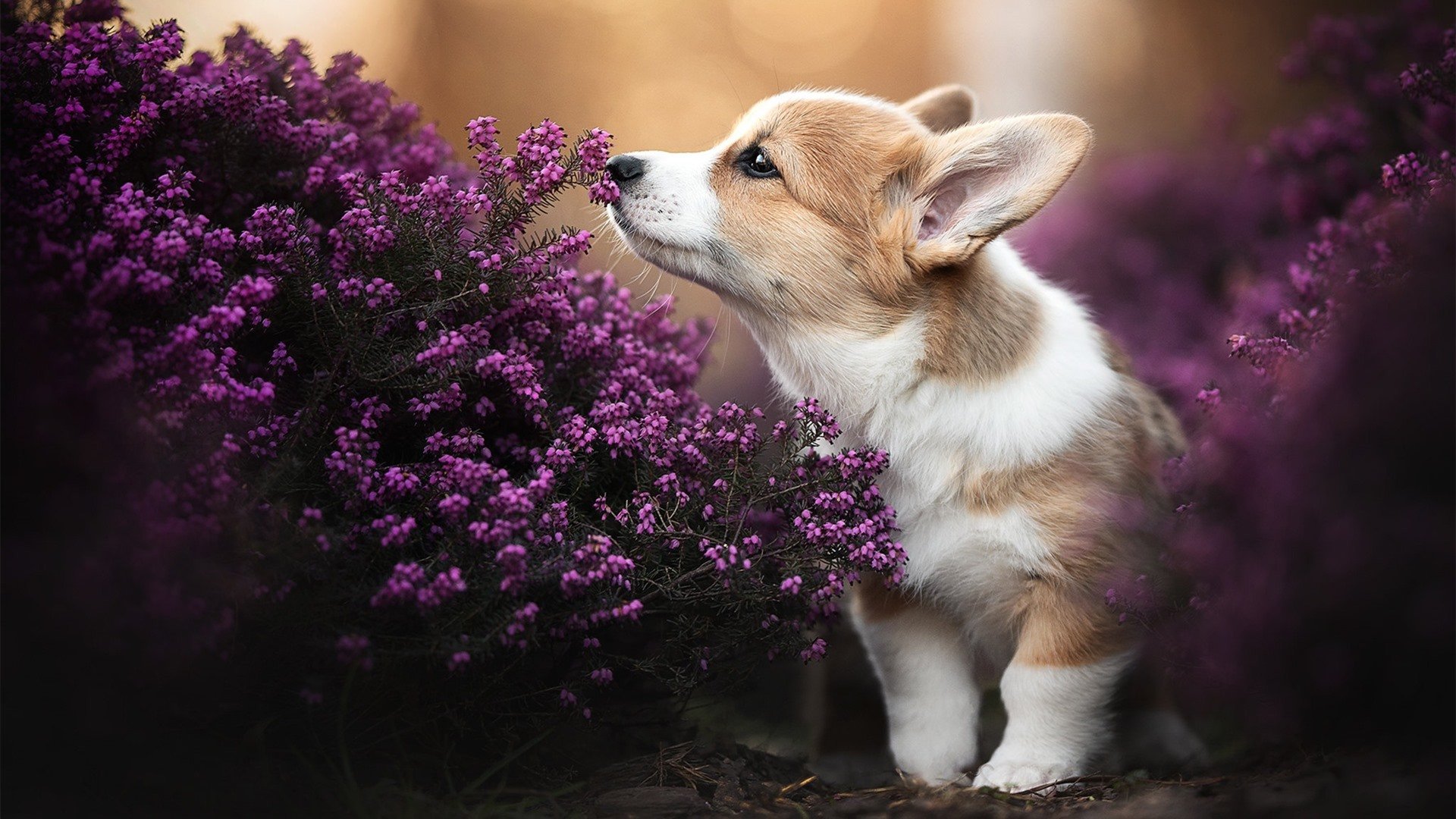 爱游戏下载-火箭年轻内线表现惊人引赞誉,最年轻的火箭总设计师